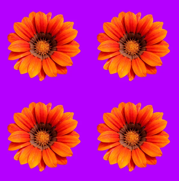Анотація Сучасне Цифрове Мистецтво Дизайн Квіткових Вітальних Листівок — стокове фото
