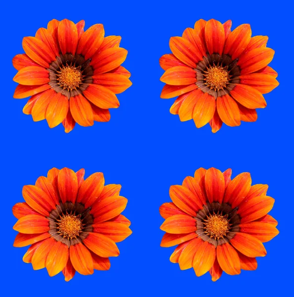 Abstrakte Und Zeitgenössische Digitale Kunst Florales Grußkartendesign — Stockfoto