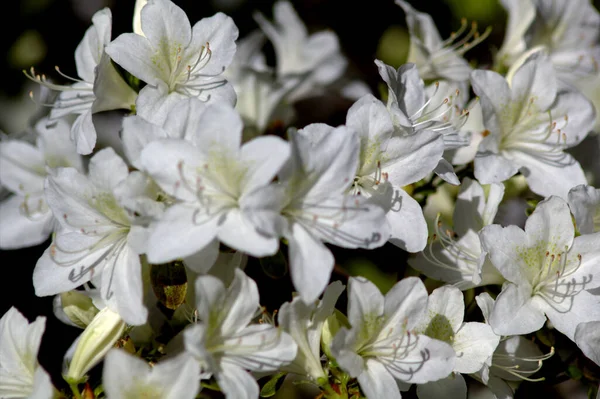 Fiori Bianchi Della Pianta Una Giornata Sole — Foto Stock