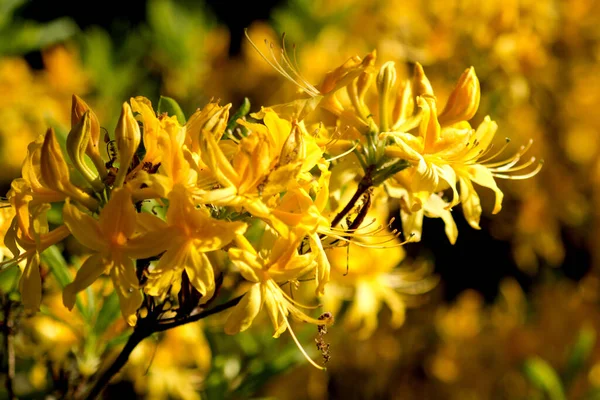 Flores Amarillas Planta Día Soleado — Foto de Stock