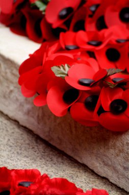 Beyaz arkaplanda kırmızı haşhaş.