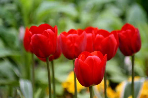 Abstract Floral Garden Scene — Stock Photo, Image