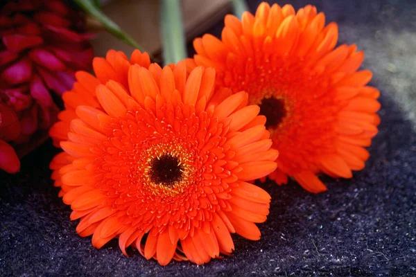 red gerbera flower on white background