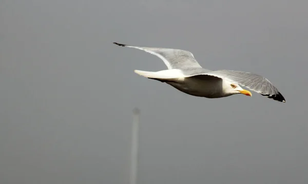 Seagull Portland Weymouth Dorset England — ストック写真