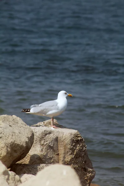 Streszczenie Mewa Portland Weymouth Dorset Anglia — Zdjęcie stockowe