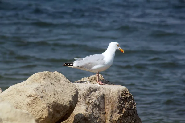 Seagull Portland Weymouth Dorset England — ストック写真