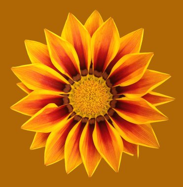 çiçek tebrik kartı tasarımı