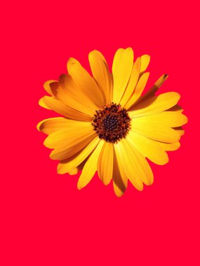 çiçek tebrik kartı tasarımı