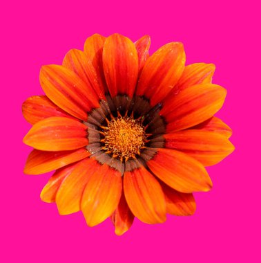 çiçek tebrik kartı tasarımı