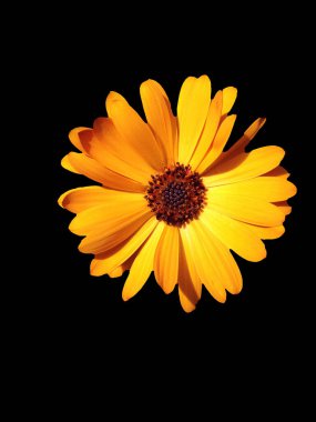 çiçek tebrik kartı tasarımı