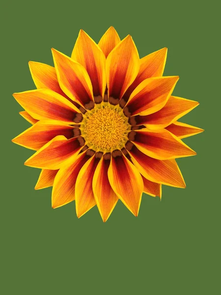 花のグリーティング カードのデザイン — ストック写真