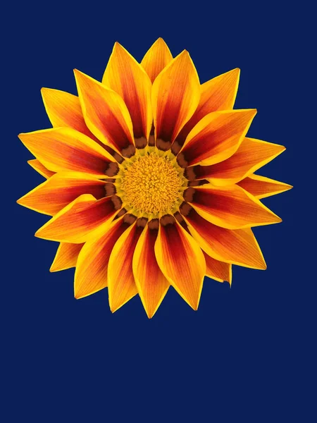 花のグリーティング カードのデザイン — ストック写真