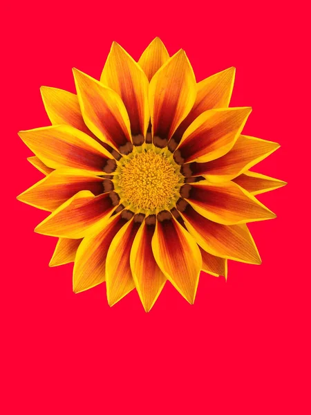 Design Cartão Saudação Floral — Fotografia de Stock