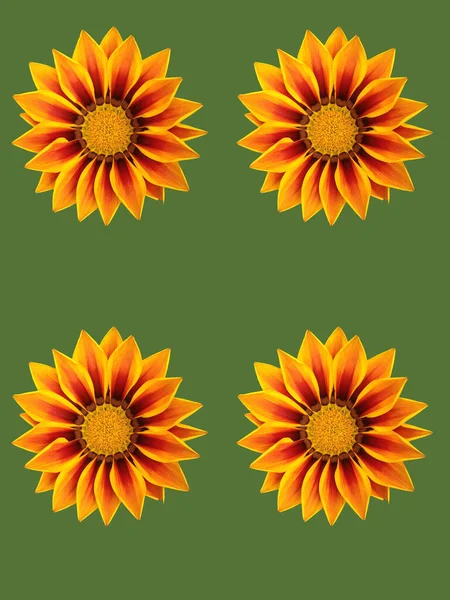 Diseño Tarjeta Felicitación Floral —  Fotos de Stock