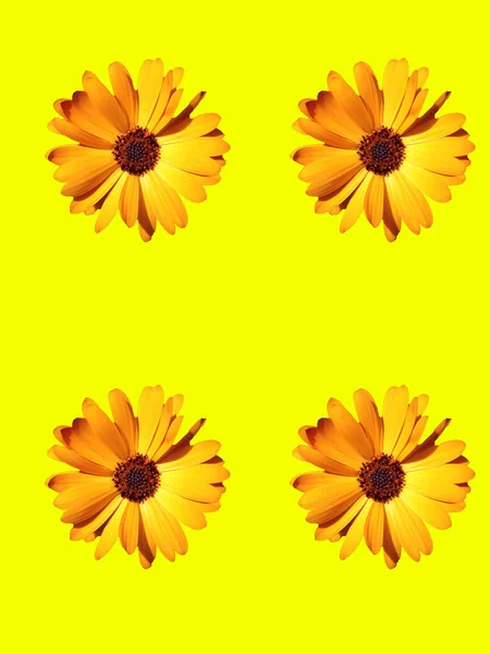 Blumenschmuck Für Grußkarten — Stockfoto