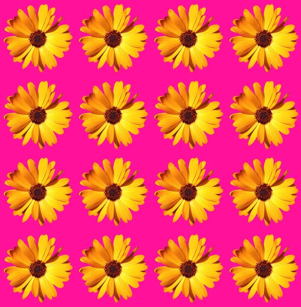 Design Papel Embrulho Floral — Fotografia de Stock