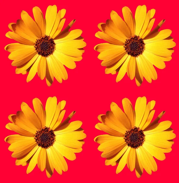 Квіткові Вітальні Листівки Дизайн — стокове фото