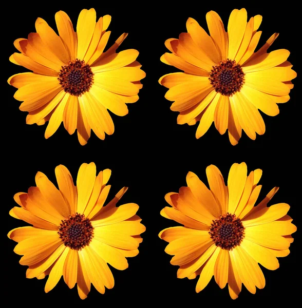 Квіткові Вітальні Листівки Дизайн — стокове фото