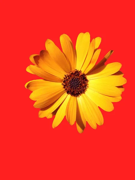 Çiçek Tebrik Kartı Tasarımı — Stok fotoğraf