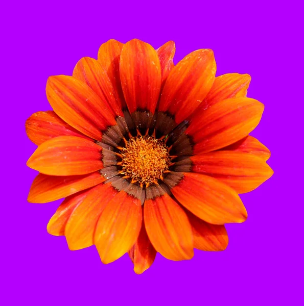 Floral Wenskaart Ontwerp — Stockfoto