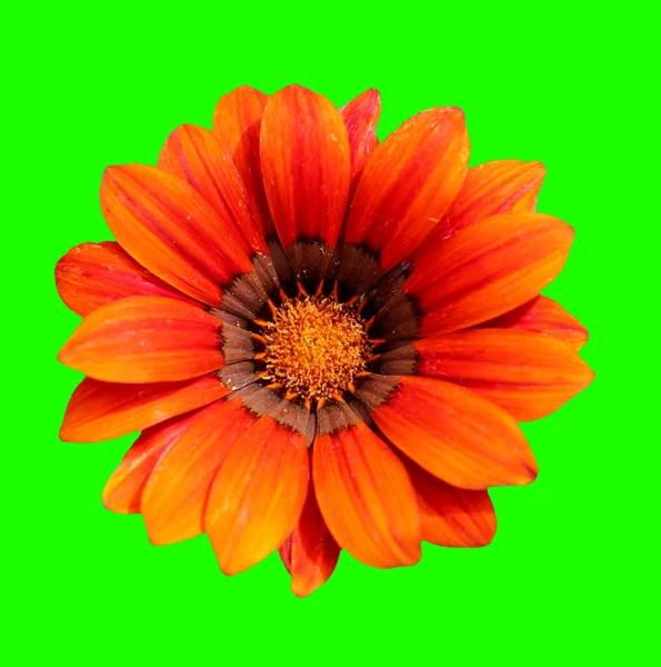 Blumenschmuck Für Grußkarten — Stockfoto