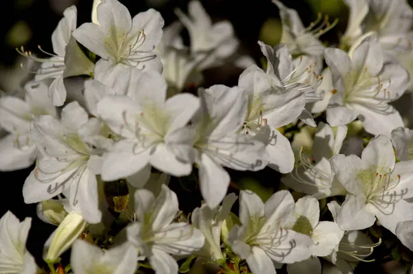 Fiori Bianchi Giardino — Foto Stock