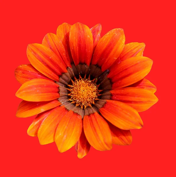 Design Cartão Saudação Floral — Fotografia de Stock