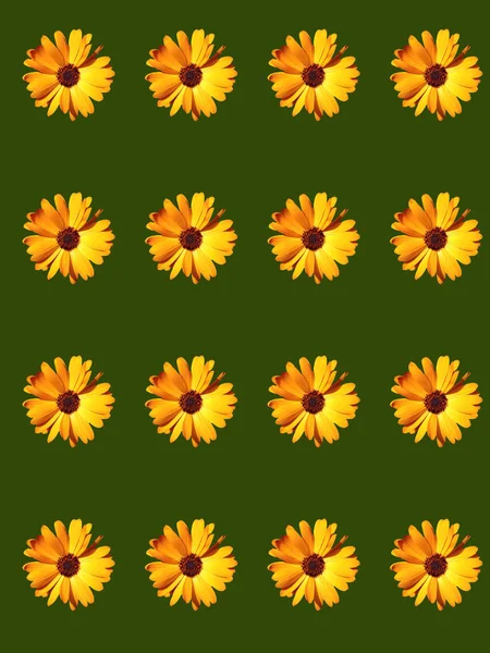 Ontwerp Van Floral Wapping Papier — Stockfoto