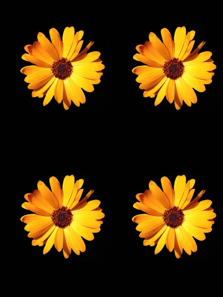 Blomsterkort Design – stockfoto