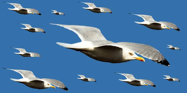 Abstract Coastal Seagull Scene — Stock Photo, Image