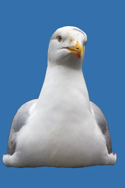 Abstract Coastal Seagull Scene — Stock Photo, Image