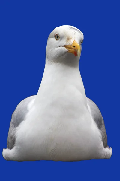 Abstract Coastal Seagull Scene — Stock Photo, Image