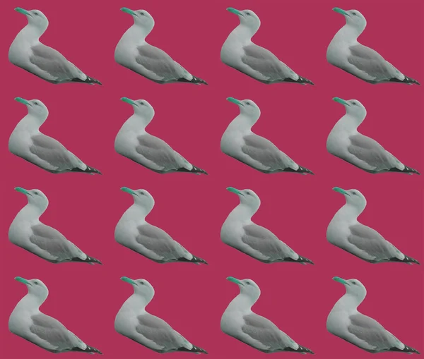 海鸥包装纸设计 — 图库照片