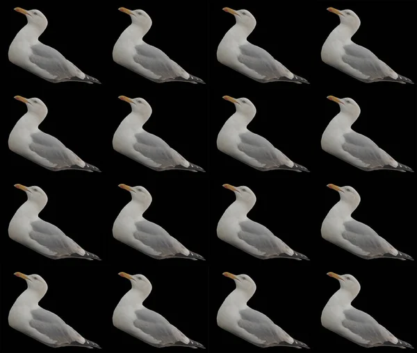 海鸥包装纸设计 — 图库照片