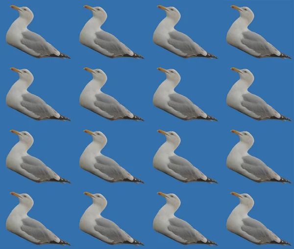 Abstract Seagulls Wrapping Paper Design — Stock Photo, Image