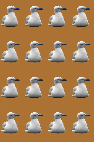 Retro Seagulls Greeting Card Design — 스톡 사진