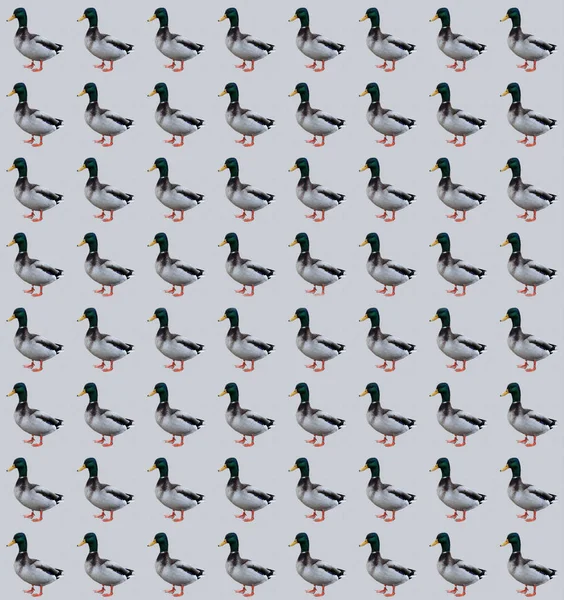 Retro Ducks Wrapping Paper Design — Stock Photo, Image