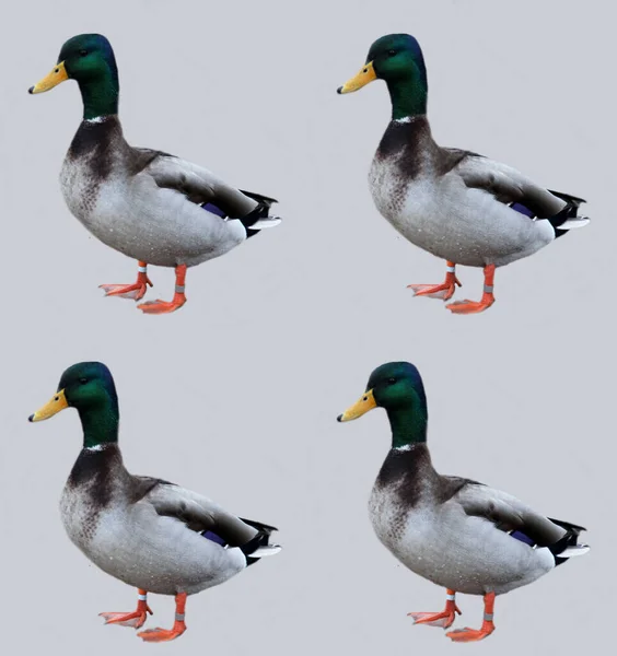 Retro Ducks Greeting Card Design — Stock Photo, Image