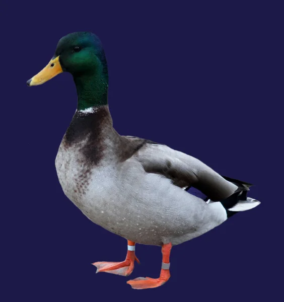 Retro Ducks Greeting Card Design — Stock Photo, Image