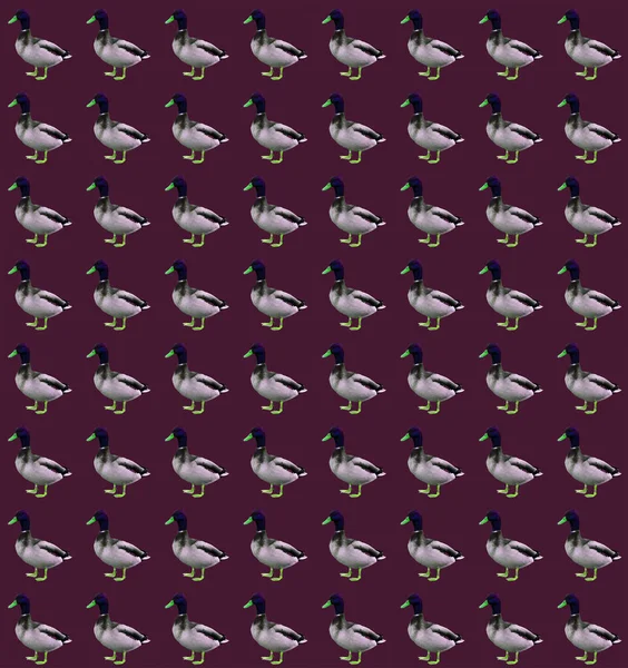 Abstract Retro Ducks Wenskaart Ontwerp — Stockfoto