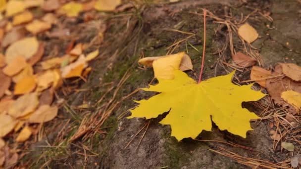 A yellow maple leaf lies on a stone and trembles in the wind — Stock Video