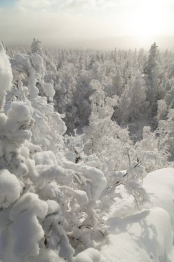 Çam ormanı yumuşak karla kaplıdır. 2022 ile tanış.