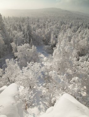 Çam ormanı yumuşak karla kaplıdır. 2022 ile tanış.