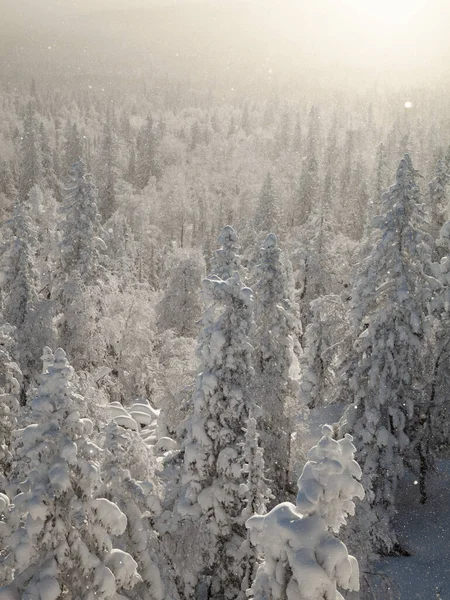 소나무 숲은 솜털같은 눈으로 덮여 있다. 2022 년을 만나다 — 스톡 사진