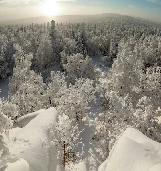 El bosque de pinos está cubierto de nieve esponjosa. Conoce 2022 —  Fotos de Stock