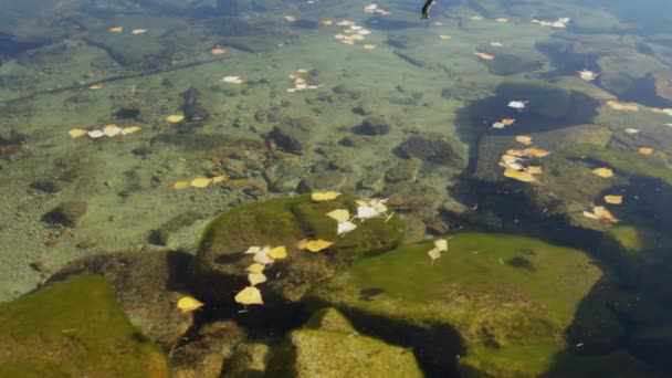 Hojas amarillas otoñales flotan en la superficie del agua de un lago de montaña — Vídeos de Stock