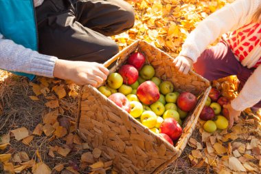 Çocuklar güneşli bir sonbahar gününde sepetin içinde elma toplarlar.
