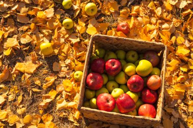 Çocuklar güneşli bir sonbahar gününde sepetin içinde elma toplarlar.