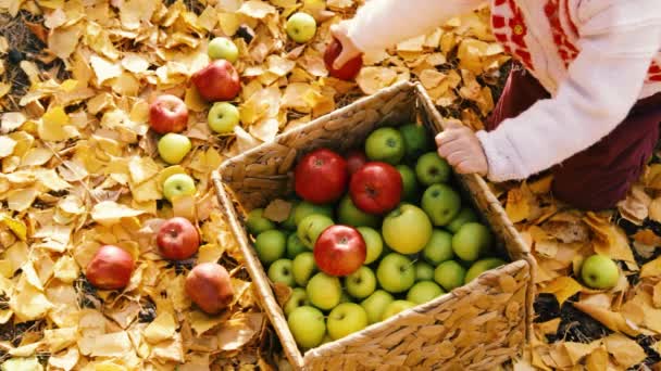 Діти збирають яблука в кошику в сонячний осінній день — стокове відео