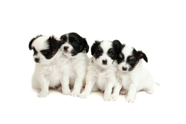 Четыре маленьких щенка-папиллона сидят впереди. — стоковое фото